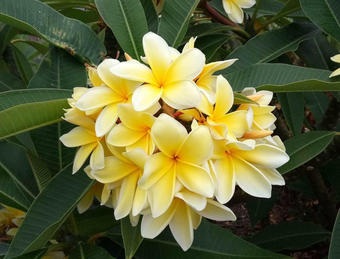 Gomera Garden. Vista Mar Altozano 헤르미가 외부 사진
